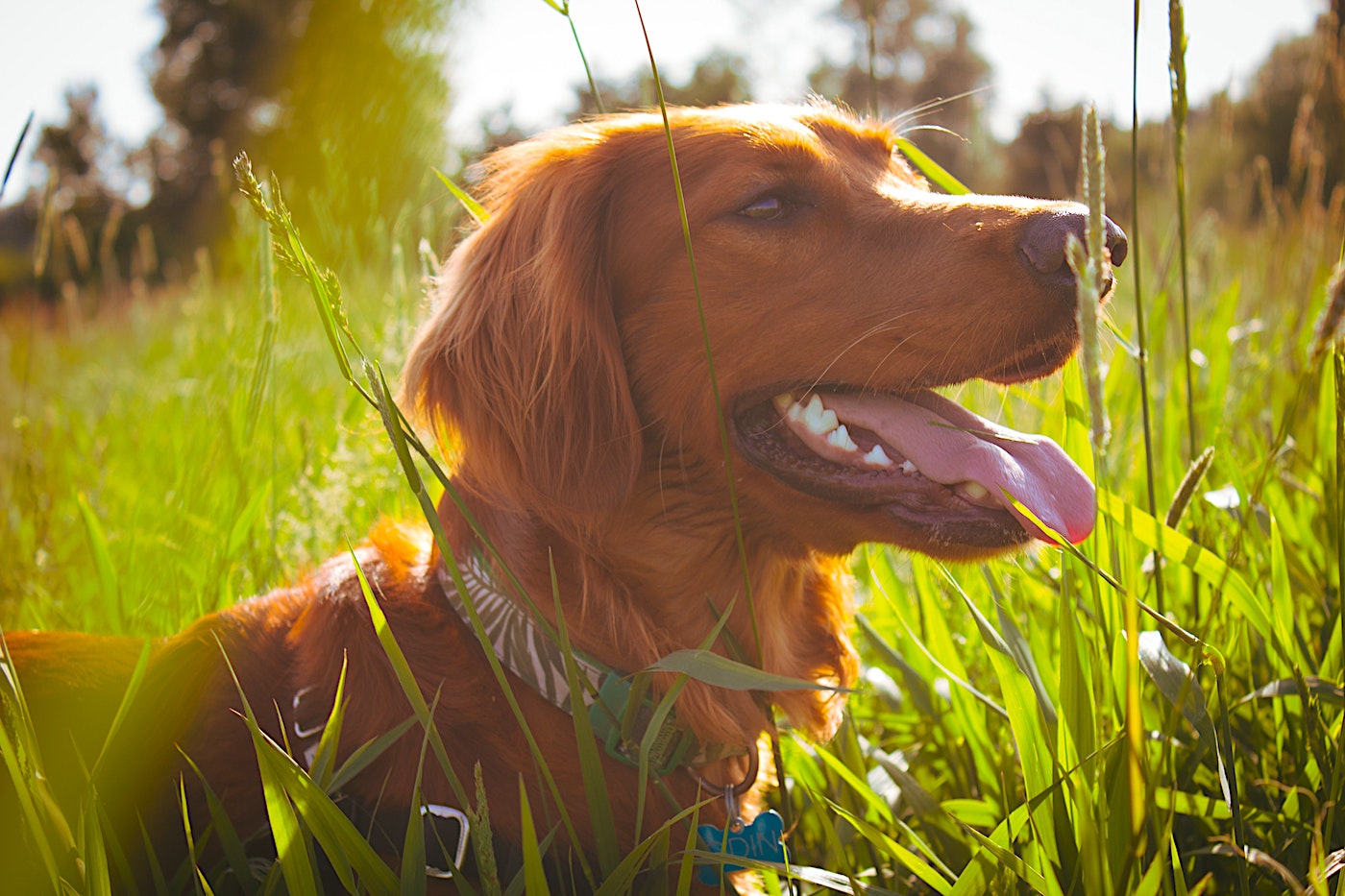 Happy dog smiling in field