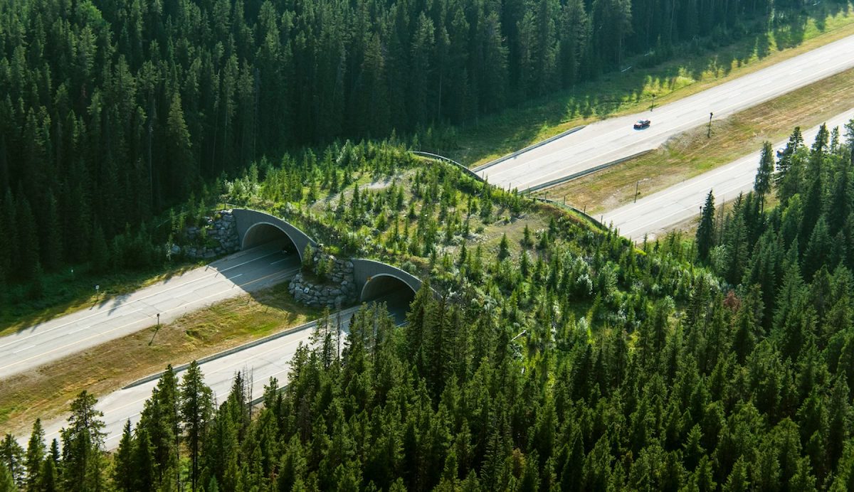 Animal overpass above highway with greenery