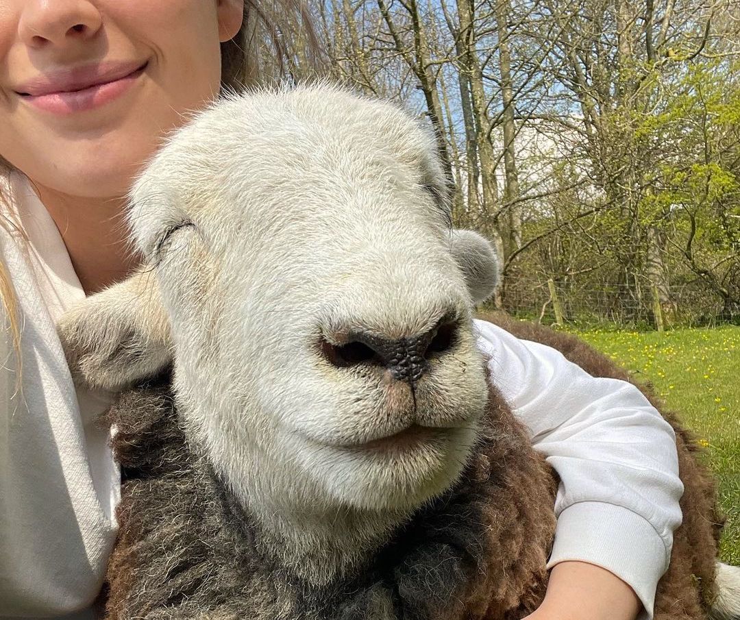 Sheep smiling while cuddling with woman
