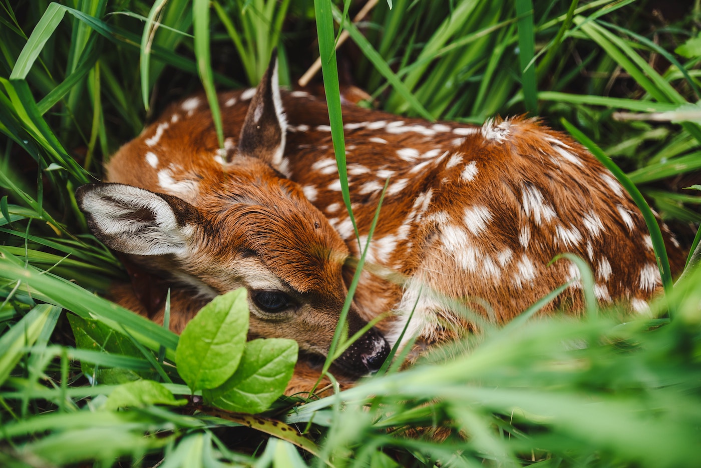 Fawn curled up in the grass