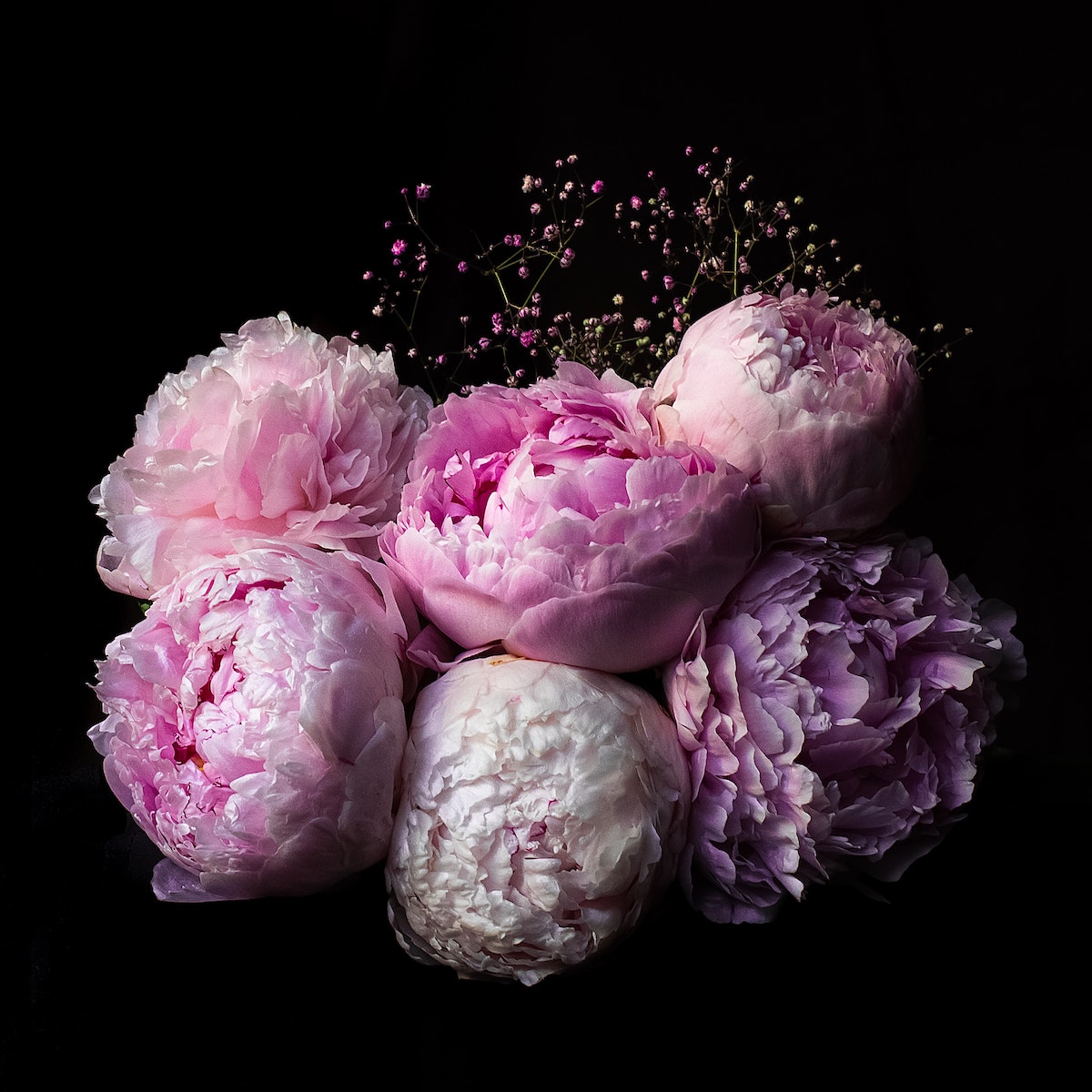 Peonies on black background