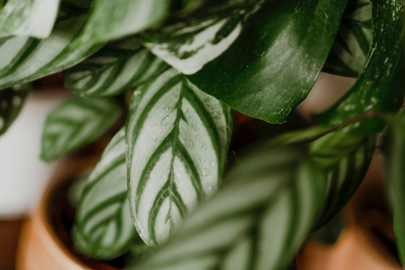 chinese evergreen