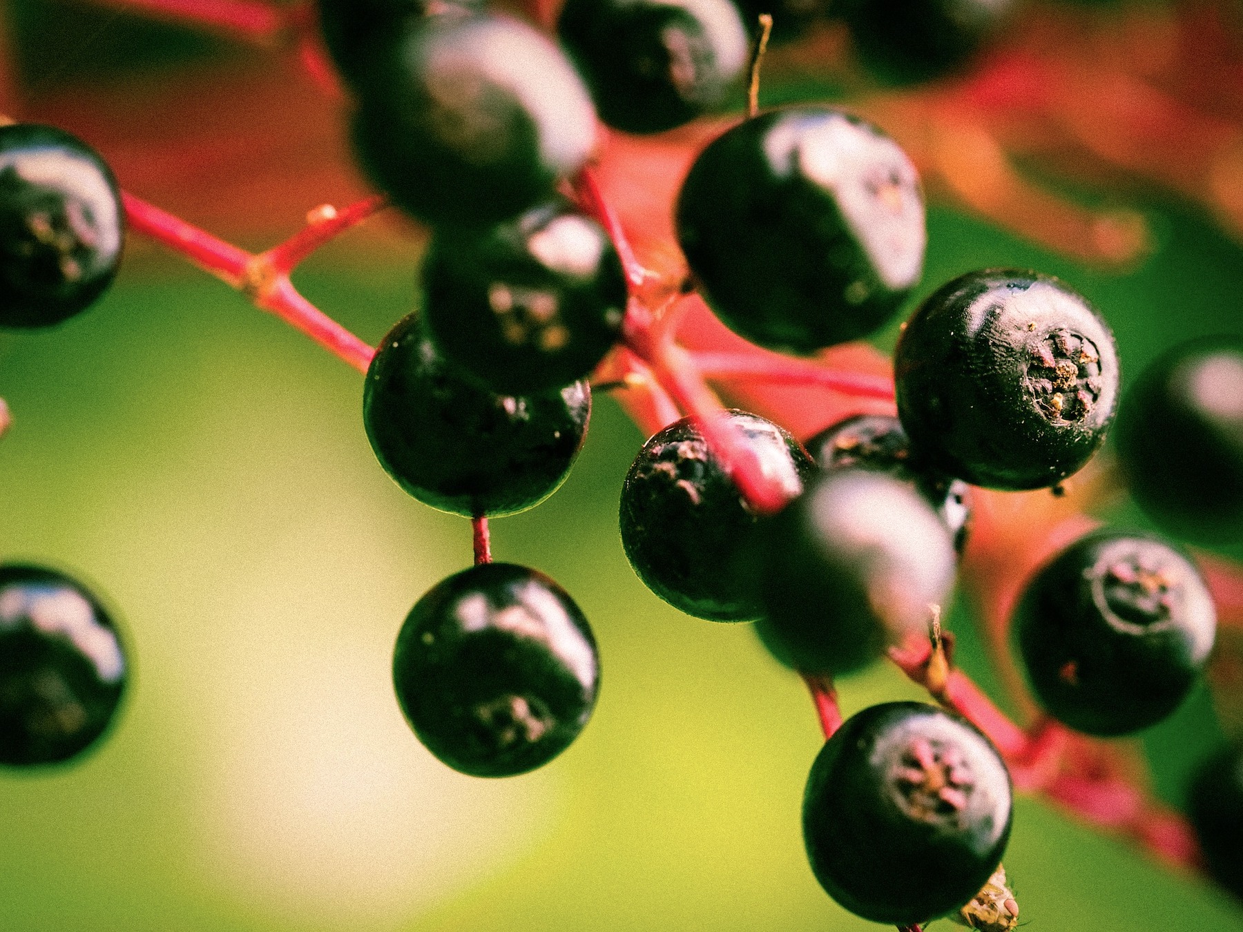 elderberries